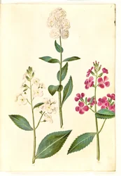 Hesperis matronalis (gewone avondster)