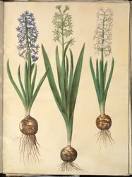 Hyacinthus orientalis (gewone hyacint)