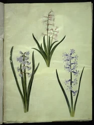 Hyacinthus orientalis (gewone hyacint)
