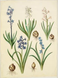 Hyacinthus orientalis (gewone hyacint); Scilla amoena (hemelsblauwe scilla)