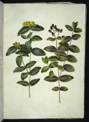 Hypericum androsaemum (bessenst. Janskruid)