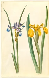 Iris graminea (grasbladige iris); Iris pseudacorus (gele iris)