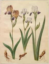 Iris ×sambucina (vlier-iris); Iris ×amoena (iris-hybride)