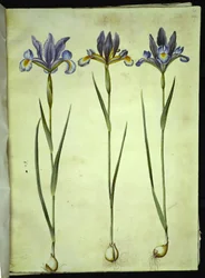 Iris xiphium (Spaanse iris)