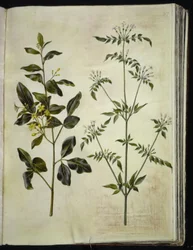 Jasminum odoratissimum (kamerjasmijn); Jasminum officinale (medicinale jasmijn)