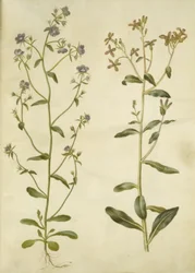 Legousia speculum-veneris (echt venusspegel); Hesperis tristis (nachtviool)