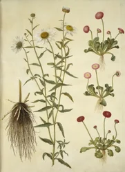 Leucanthemum vulgare; Bellis perennis