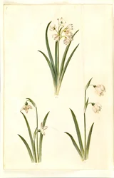 Leucojum aestivum (zomerklokje); Galanthus nivalis (gewone sneeuwklokje); Leucojum vernum (lenteklokje)