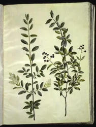 Ligustrum vulgare (gewone liguster)