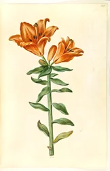 Lilium bulbiferum (brandlelie)