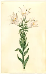 Lilium candidum (madonnalelie)
