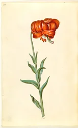 Lilium chalcedonicum (rode turkse lelie)