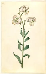 Lilium martagon (kranslelie)