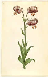 Lilium martagon (kranslelie)