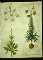 Lilium martagon (kranslelie); Lilium pyrenaicum (Pyrenese lelie)
