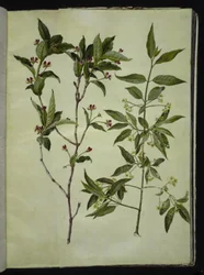 Lonicera alpigena (alpen-kamperfoelie); Euonymus europaeus (gewone kardinaalsmuts)