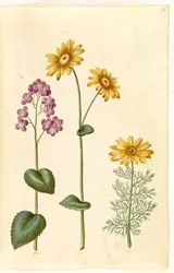 Lunaria annua (judaspenning); Doronicum pardalianches (hartbladige gemserod); Adonis vernalis (voorjaarsadonis)