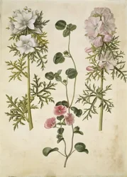 Malva moschata (muskaatkaasjeskruid); Malva of Malope (soort kaasjeskruid of malope)