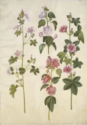 Malva sylvestris (gewone kaasjeskruid); Lavatera thuringiaca (Duitse stokroos)