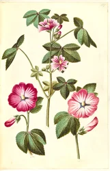 Malva sylvestris (gewone kaasjeskruid); Lavatera trimestris (muskuskaasjeskruid)