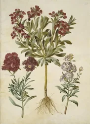 Matthiola incana (winterviolier)
