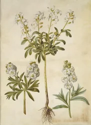 Matthiola incana (winter-violier)