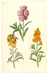 Matthiola incana (winterviolier); Erysimum cheiri (muurbloem)