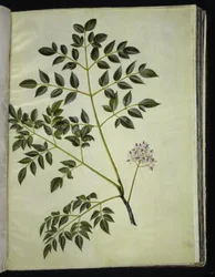 Melia azedarach (kralenboom)