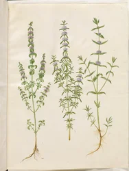 Mentha pulegium (polei-munt); Mentha cervina (hertenmunt); Mentha (soort munt)