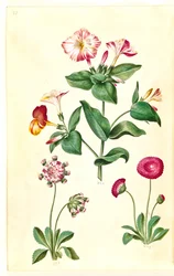 Mirabilis jalapa (wonderbloem); Bellis perennis (gewone madelief)