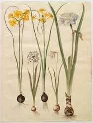 Narcissus jonquilla (jonquille); Narcissus tazetta (tazet); Narcissus pseudonarcissus moschatus (muskusnarcis); Narcissus poeticus (dichtersnarcis)