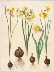 Narcissus jonquilla (jonquille narcis); Narcissus tazetta aureus (gouden tazet); Narcissus pseudonarcissus bicolor (tweekleurige paaslelie)