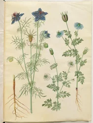 Nigella hispanica (duiveltje-in-het-bos); Nigella sativa (zwarte komijn)