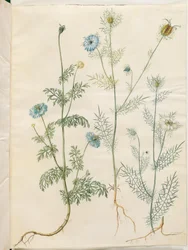 Nigella sativa (zwarte komijn); Nigella damascena (juffertje-in-het-groen)