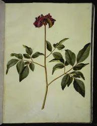 Paeonia mascula (roze pioenroos)