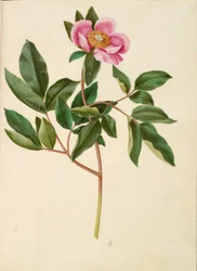 Paeonia mascula (grootbladige pioen)