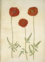 Papaver rhoeas (klaproos)
