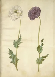 Papaver somniferum (slaapbol)