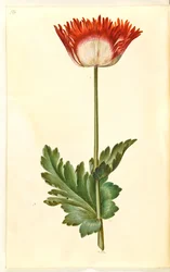Papaver somniferum (opiumklaproos)