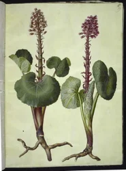 Petasites hybridus (rode hoefblad)