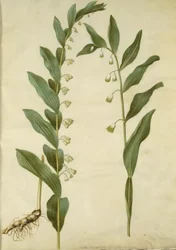 Polygonatum multiflorum (grote salomonszegel); Polygonatum odoratum (hoekige salomonszegel)