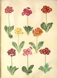 Primula ×pubescens (tuin-aurikel)