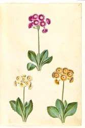 Primula ×pubescens (tuin-aurikel)