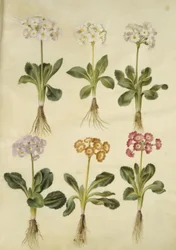 Primula ×pubescens (tuin-aurikel)