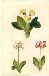 Primula vulgaris (grote sleutelbloem); Primula ×pubescens (tuin-aurikel)
