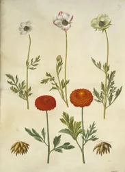 Ranunculus asiaticus (tuinranonkel)