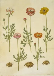 Ranunculus asiaticus (tuinranonkel)