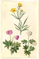 Ranunculus illyricus (steppe-ranonkel); Anemone nemorosa (witte anemoon)