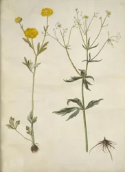 Ranunculus monspeliacus (zijde-ranonkel); Ranunculus aconitifolius (monnikskapbladige ranonkel)
