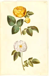 Rosa hemisphaerica (zwavelgele roos); Rosa ×alba (witte roos)